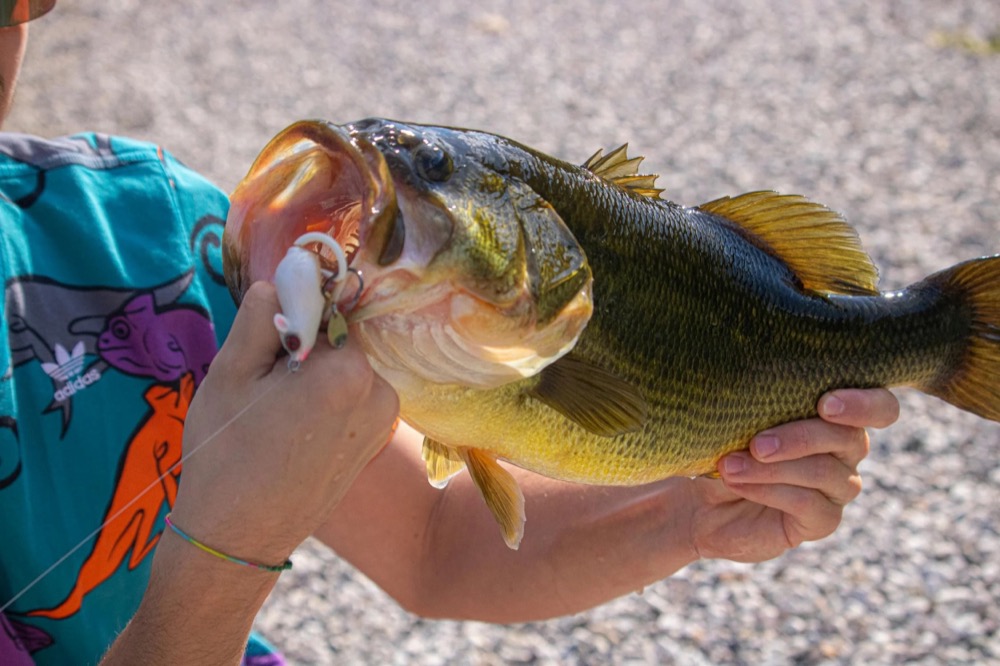 Prime Locations for Catching Trophy Bass on Fellsmere Reservoir