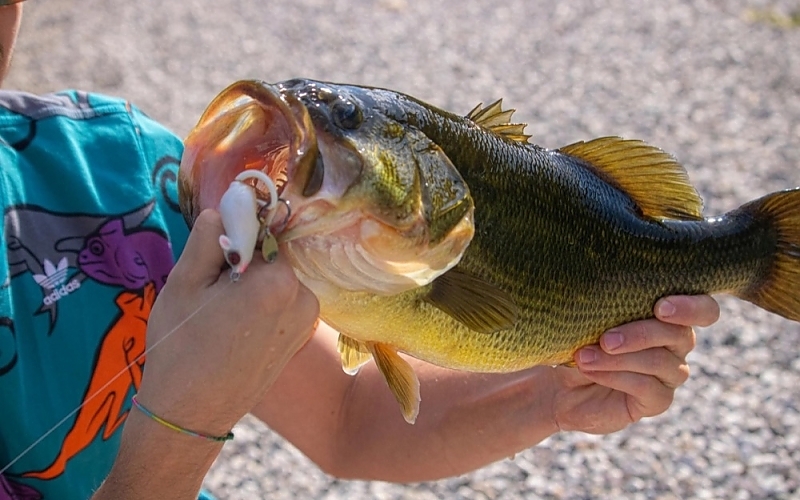 Prime Locations for Catching Trophy Bass on Fellsmere Reservoir